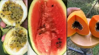 Farm fresh Ninja fruit cutting/oddly Satisfying fruit Ninja mixed#shorts#ninja#farm#satisfying#fruit