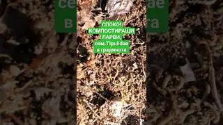Ларви на Дългоножки/ Конски комари/двукрило от сем. Tipulidae