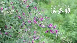 浜昼顔　五木ひろし