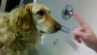 Does anyone else's dog do this for no reason?