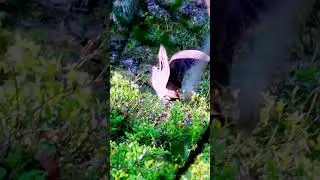 ВАЛЬДШНЕП ОТВОДИТ ХИЩНИКА ОТ СВОИХ ПТЕНЦОВ