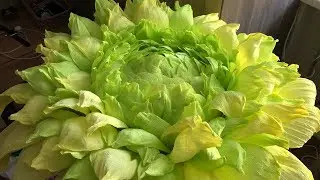 Ростовой цветок. Зеленый эксперимент. Ночник своими руками.