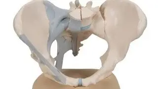 pelvis model | pelvic joints | pelvic inlet outlet | pelvic ligaments.