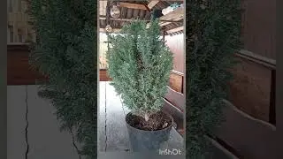 Подгоревший на солнце кипарисовик Лавсона Элвуди.
