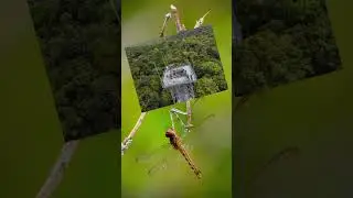 Bicho-pau ou Louva-a-deus?