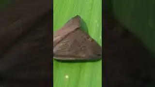 NGENGAT (Moth), insect so really amazing !!! 