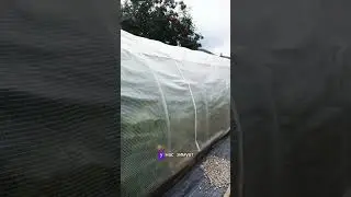 Немного о моей теплице #теплица #дача