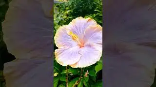 ハワイアンハイビスカス🌺ブルーパシフィックオーシャンhawaiian hibiscus blue pacific ocean
