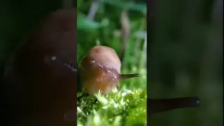 Улитка без раковины.
