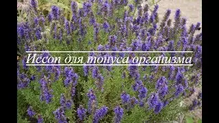 Иссоп