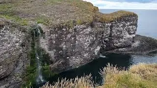Fowlsheugh sea birds