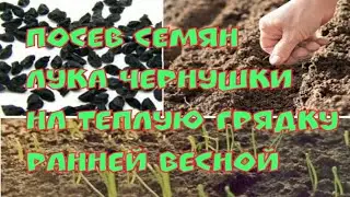 Посев семян лука чернушки на теплую грядку в открытый грунт ранней весной