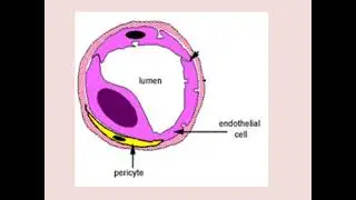 Histology Bone marrow &hematopoiesis