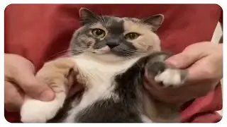 fatass calico cats dancing 4