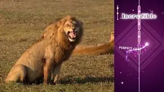 Hello, I'm the LION KING! | Dot n Beat