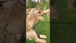 Dacha as a hobby. Little bunny.
