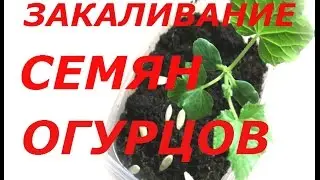 СУПЕР СПОСОБ ЗАКАЛИВАНИЯ СЕМЯН ОГУРЦОВ И ТЫКВЕННЫХ ! ПРОГРЕВАНИЕ СЕМЯН ПЕРЕД ПОСАДКОЙ !