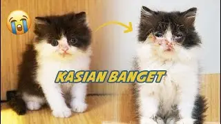 ANAK KUCING PERSIA JADI ZOMBIE?