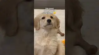 My puppy judges everyone 😞 #dogshorts #goldenretriever #dogs #puppies #puppy #funnyvideos #doglife
