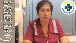 Признаки и Симптомы Отравления у Собаки