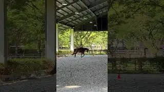 Two of them very match better than our imagination for the first time riding! #horseriding #sports