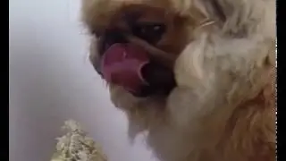 Очень страшное видео кровожадная собака
