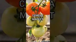 Томат Днестровский красный F1#томаты#помидоры#семена #хештег#семенамаркет #заказатьсемена