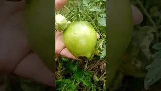 Вершинная гниль