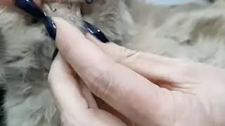 Приют Ушастая няня