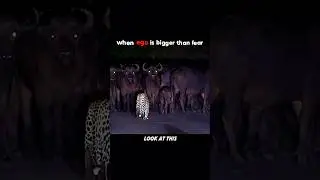 This Leopard Isn't Afraid of Anything - Not Even a Buffalo Army 