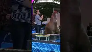 Морж Миша, Океанариум, Владивосток #морж #океанариум #владивосток #walrus #vladivostok