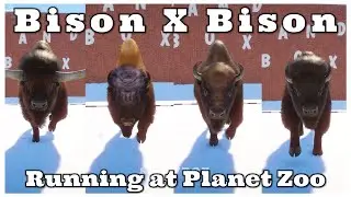 Bison vs. Bison Race at Planet Zoo | Bison latifrons, Wood bison, European-American bison (Cow)