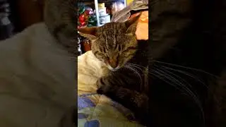 Хочу спать!!!🐅