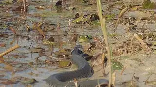 Big grass snake hunting frogs / Grosse Ringelnatter jagt Frösche