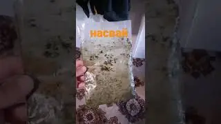 гигант нас халта