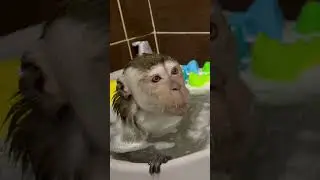 Водные процедуры 🏊🏽🛁🐒яванская макака , обезьянка