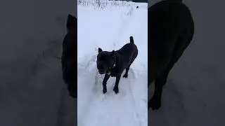 Ну всё, пошли готовить кушать , а ребята спать🥰 Весь день гуляем сегодня