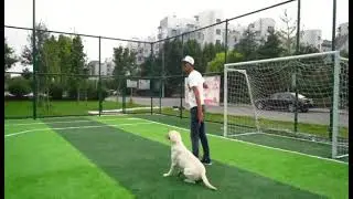 #DOG Dog teaser