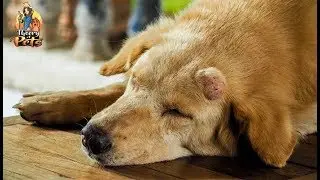 TOP #59: Treating Canine Cancer with Coley’s Toxins