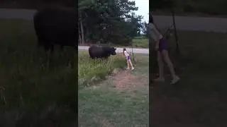 The bull whisperer #bull #shorts #cattle