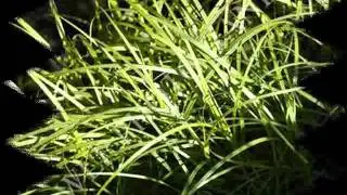 Детские песни. Отчего и почему.wmv