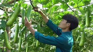 Harvest Gourds, Go to the Market to Sell, Planting Banana Trees Around the Farm - Forest life