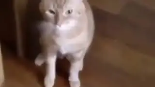 кот ЧИХНУЛ 3 раза