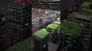 FloraHolland Naaldwijk