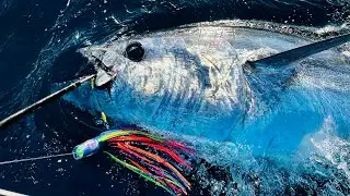 We tagged this massive fish for science!