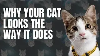Feline Genetics  Why Your Cat Looks the way They Do