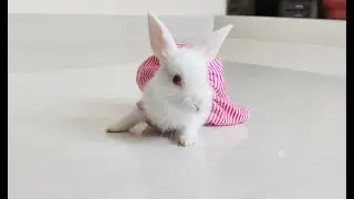Bunny Rabbit eating Leaf ASMR #Rabbit Eating ASMR #bunny #funny #bunnies #bunny bhoomi #cute bunny