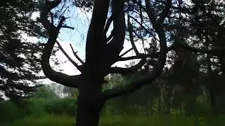 Очень странное дерево (A very strange tree)