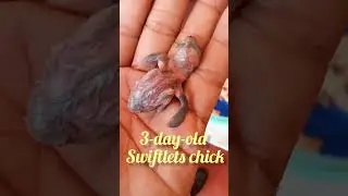 Swiftlets chick #birds #agri #birdslover