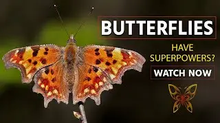 Butterflies: The SECRET LIFE You Never Knew Existed | The Animal Explorer